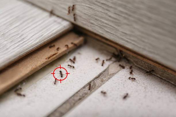 Best Affordable Pest Control Services  in Freeburg, IL