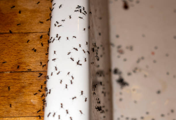 Best Local Pest Control Services  in Freeburg, IL